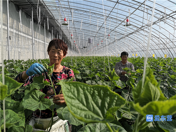 涓滆惀鎴愰暱鏁呬簨,涓滆惀鍒涗笟鏁呬簨