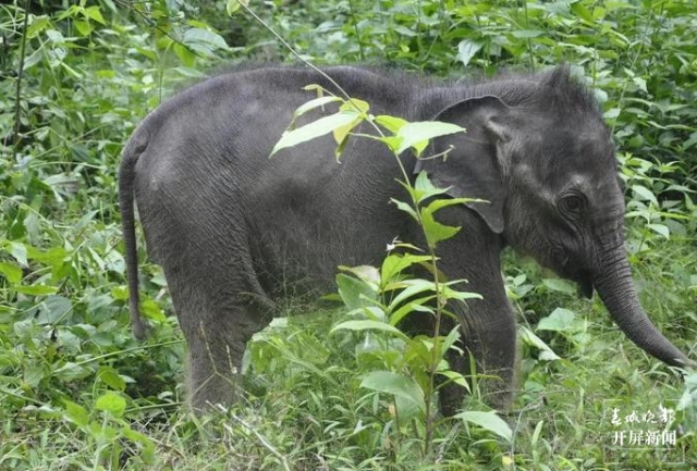 云南的西双版纳是什么样子,云南西双版纳是什么样的地方