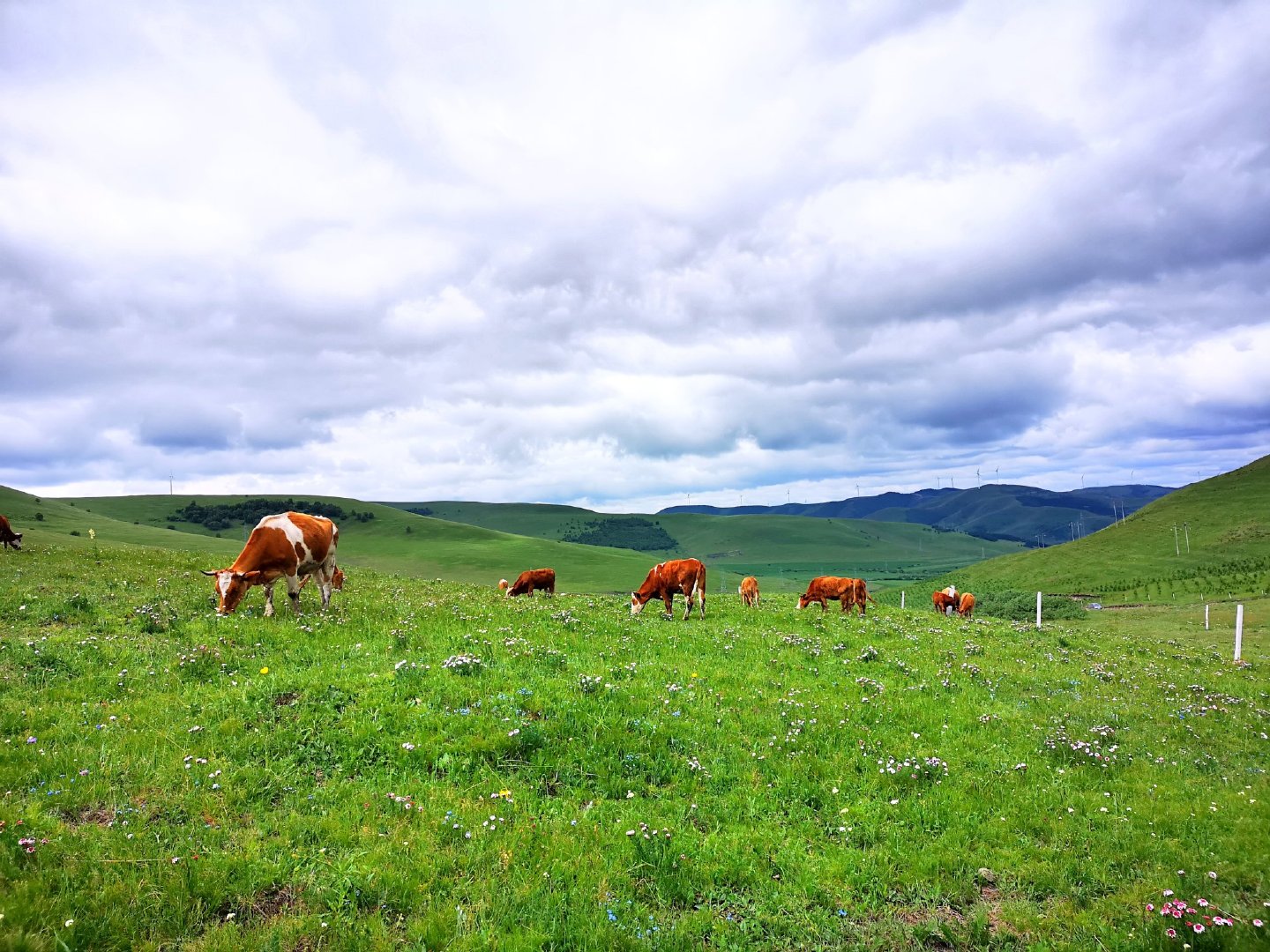 在京北第一天路看遍坝上美景,坝上草原最美天路