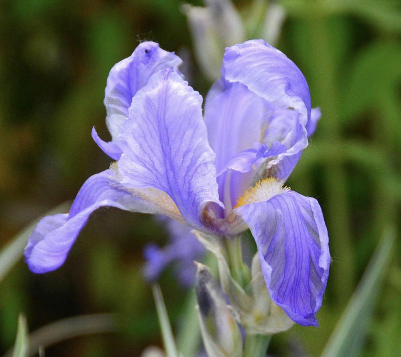 不同品种的鸢尾花怎么区分,鸢尾花品种及图片大全欣赏