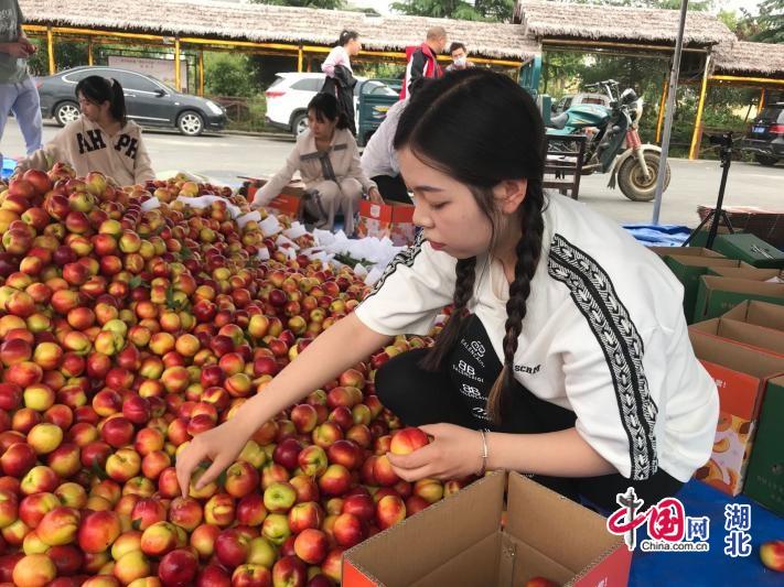 随县尚市油桃电商节正式启动,湖北电商扶贫成为助农增收新引擎
