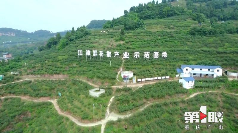 第1眼重庆广电消息,重庆广电官网