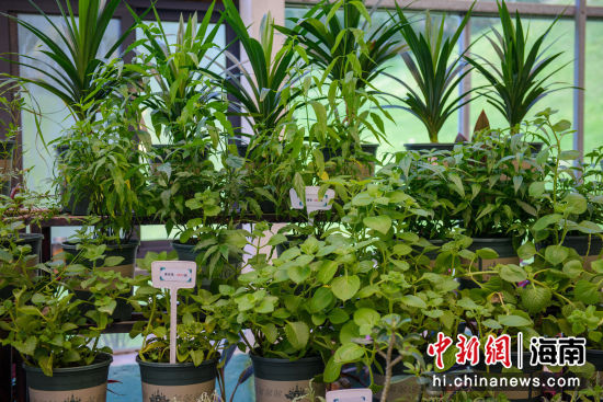 屯昌梦幻香山公园,屯昌梦幻香山文化园