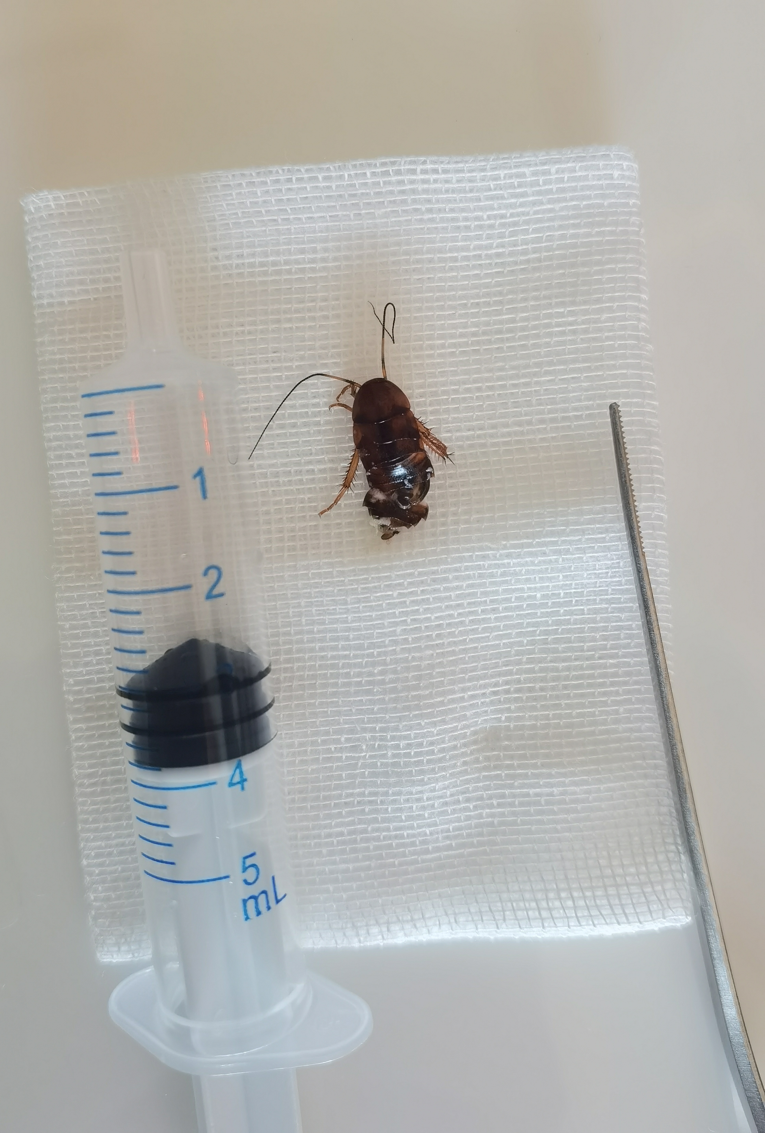 钱报健康小站|睡梦中蟑螂爬进耳！医生：千万别这么做