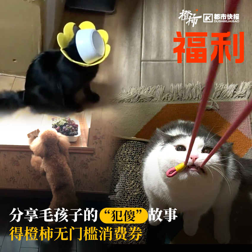 英式马术障碍赛儿童,马术儿童障碍赛