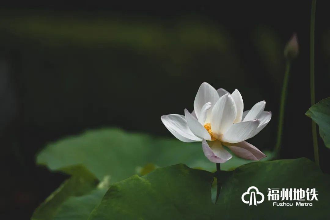 福州地铁4号线花海公园,福州地铁一号线金鸡山公园