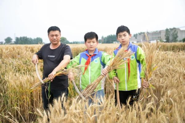 收麦子农民工干活,种地少年收小麦