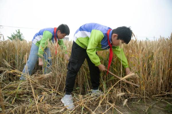收麦子农民工干活,种地少年收小麦
