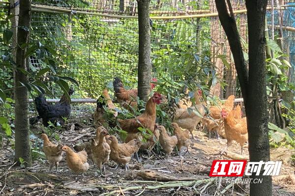 桃源村房子值得投资吗,农村小庭院建设有什么收入