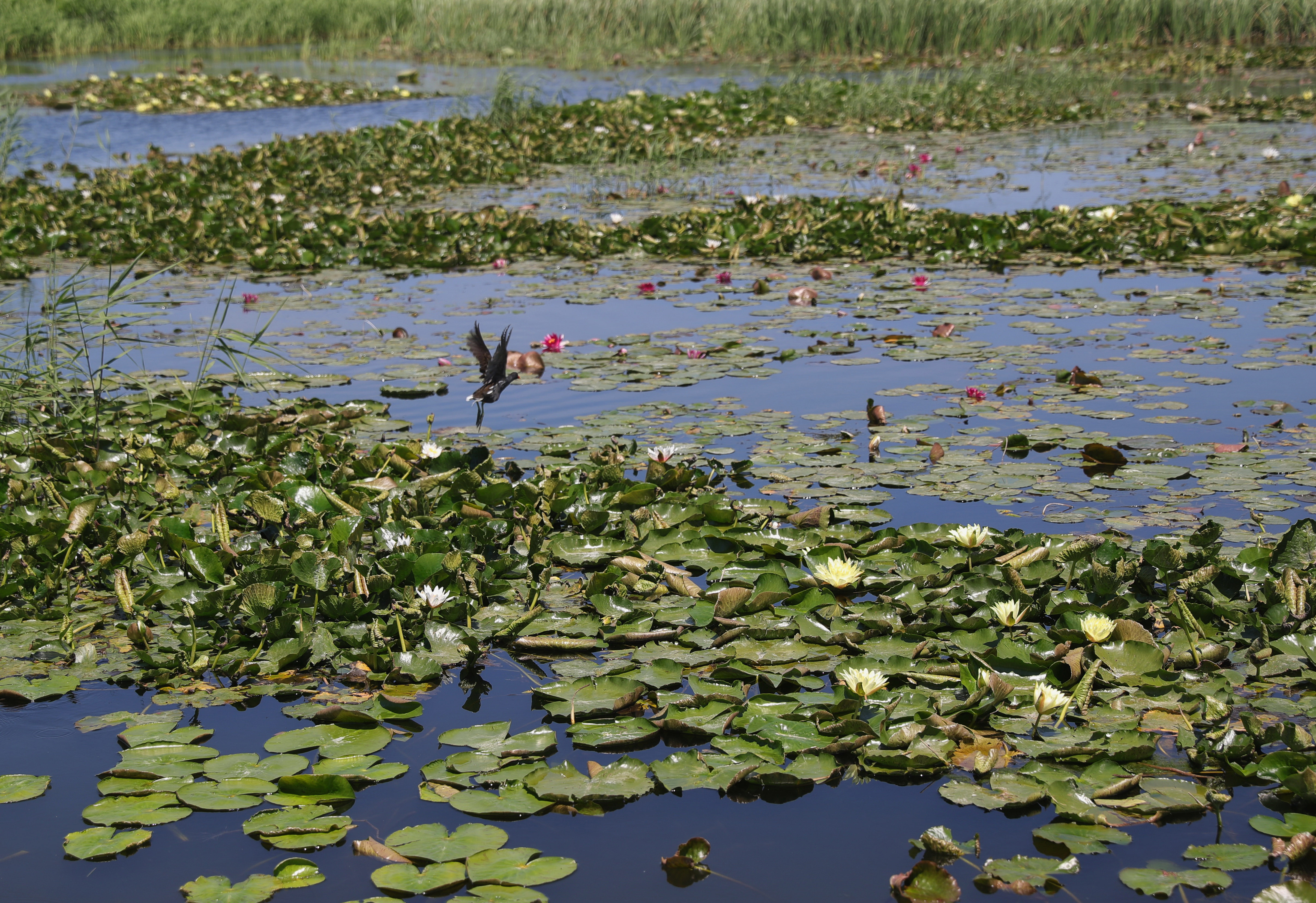 秦皇岛国家森林城市规划,秦皇岛河北环境工程