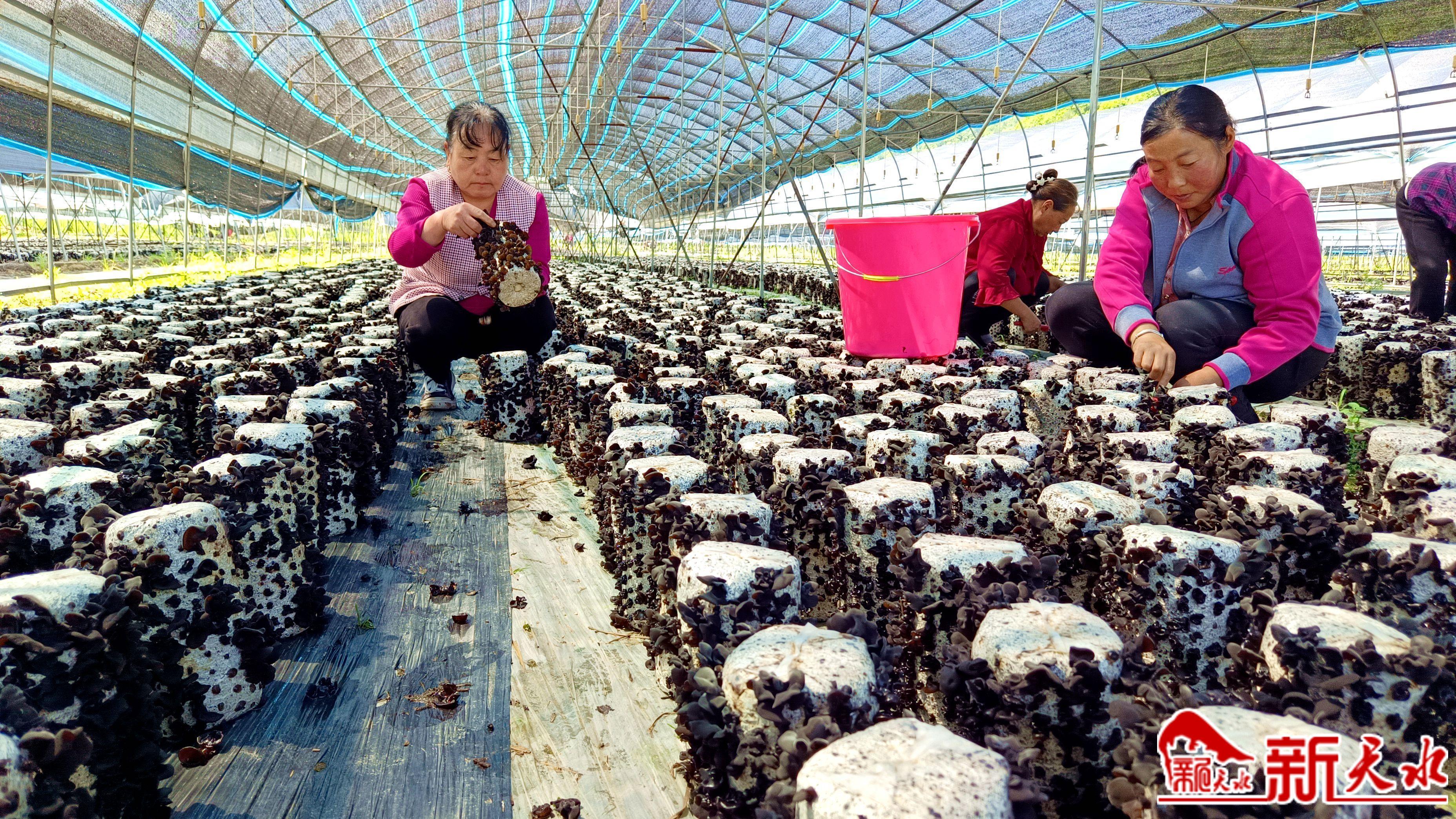 麦积区秦岭村：“黑牡丹”撑起“富民伞”