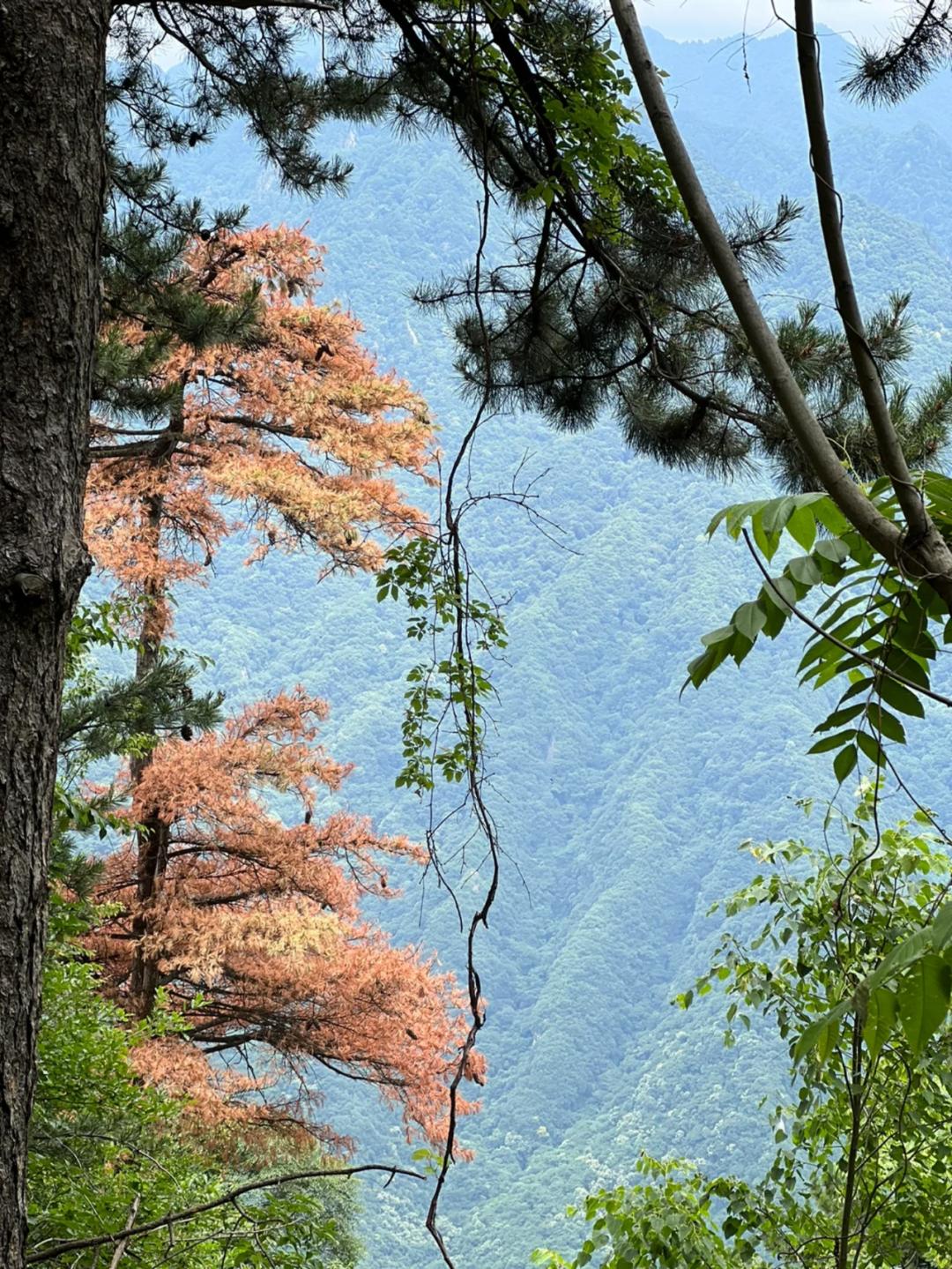 东莞暑期旅游推荐,东莞半日游最佳景点