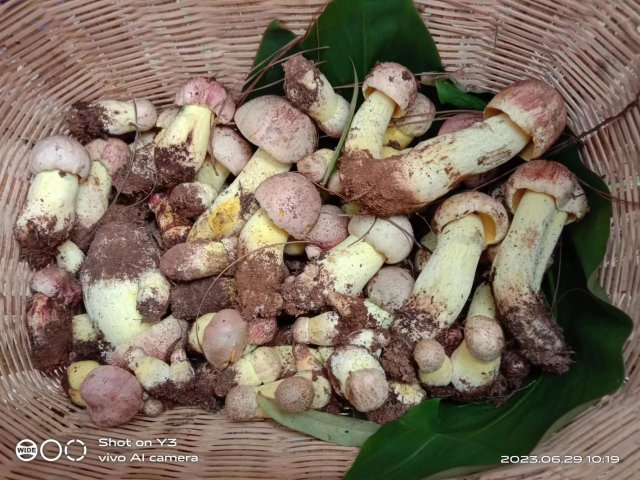 开屏策划｜上哪找菌、怎么识菌？云南捡菌“老司机”这样说→