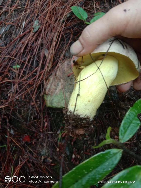 开屏策划｜上哪找菌、怎么识菌？云南捡菌“老司机”这样说→