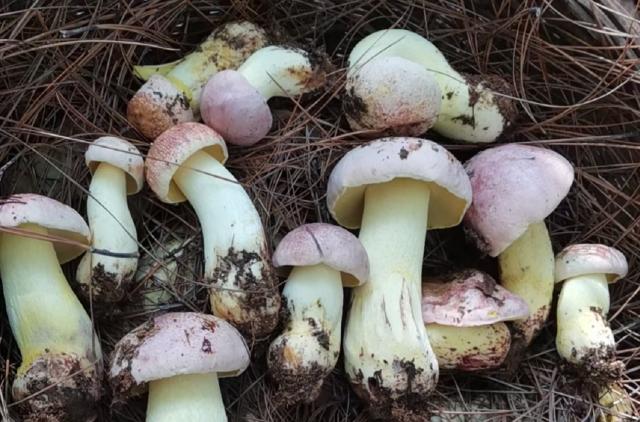 开屏策划｜上哪找菌、怎么识菌？云南捡菌“老司机”这样说→