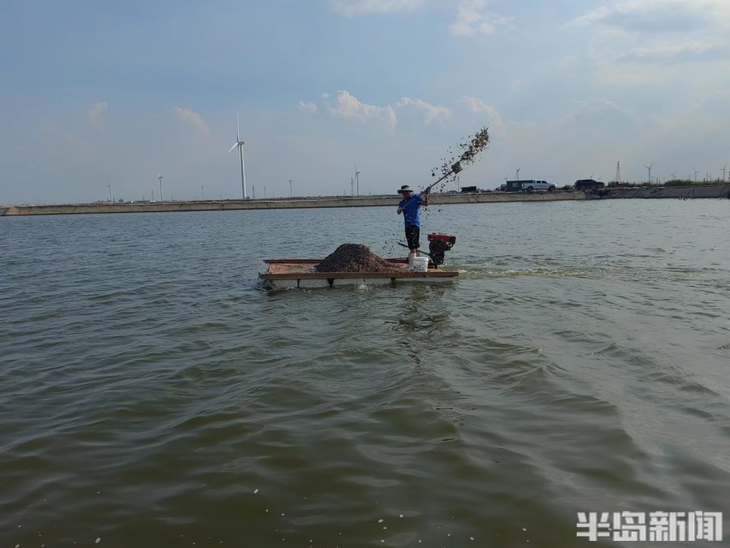 青岛虾农，跨城淘金！2000多位大拿，走南闯北；20多万斤鲜虾，每天从鳌山卫游向全国