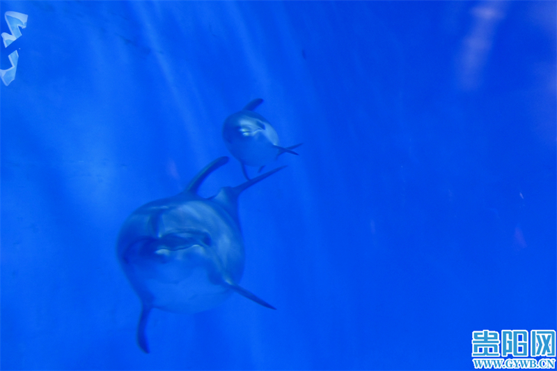 刚出生的海豚宝宝是什么样子,小海豚人工繁育