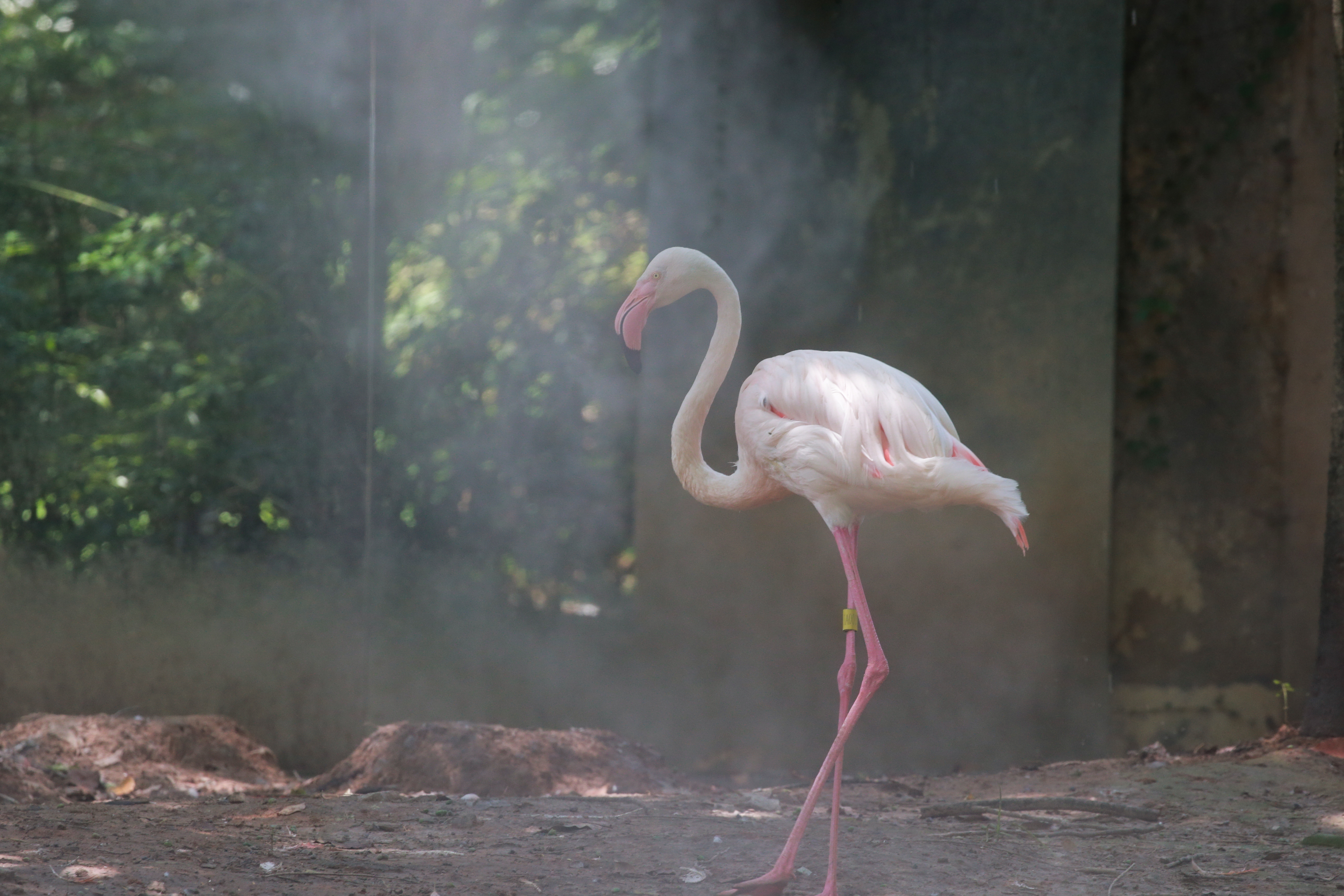 上海野生动物园夏天,夏天的上海动物园