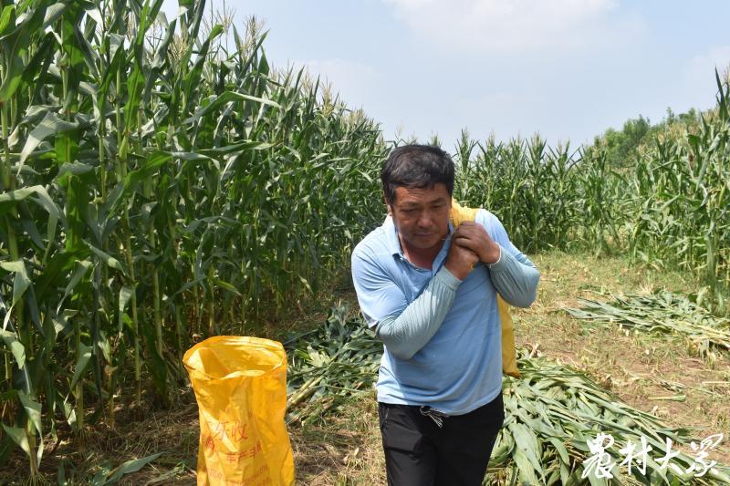 三农采访,三农记者战“三伏”