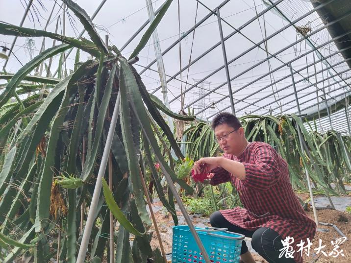 三农种植火龙果,三农火龙果种植技术