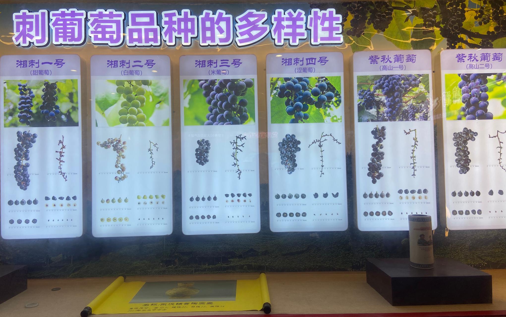 南方葡萄沟如何找准C位?文旅大咖中方县献策