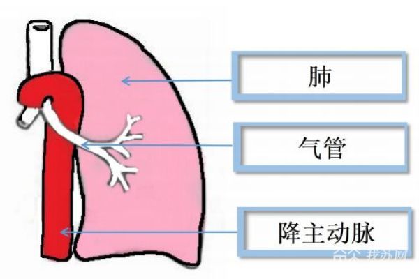 4岁宝宝咳嗽一个月反反复复,4个月的宝宝为什么咳嗽越治越咳