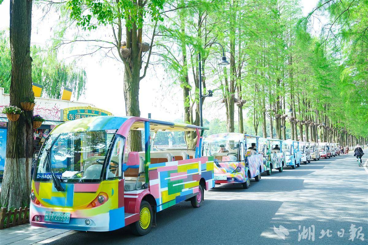 踏青东湖赏樱花,一起踏青游园赏樱花感受春的气息