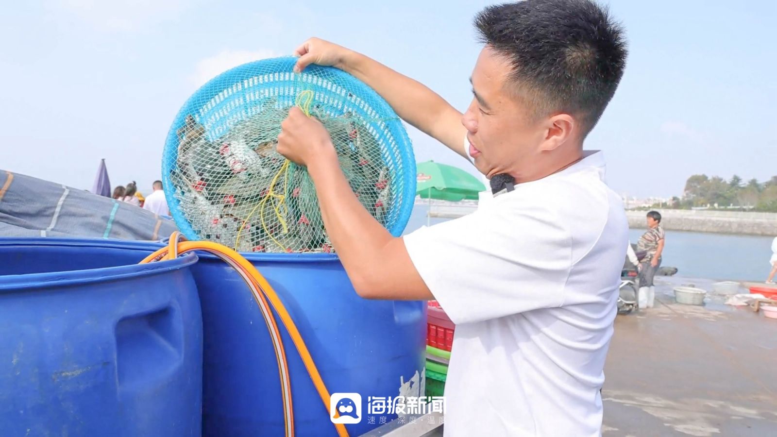 日照小海虾批发,日照小开海