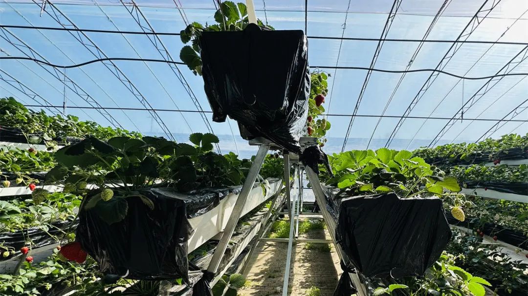 昌平可以摘草莓的地方,昌平摘草莓