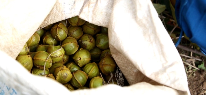 白露临安山核桃开杆,白露开竿涉县核桃迎丰收