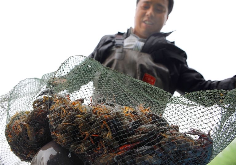 潜江虾香稻香米,潜江虾乡