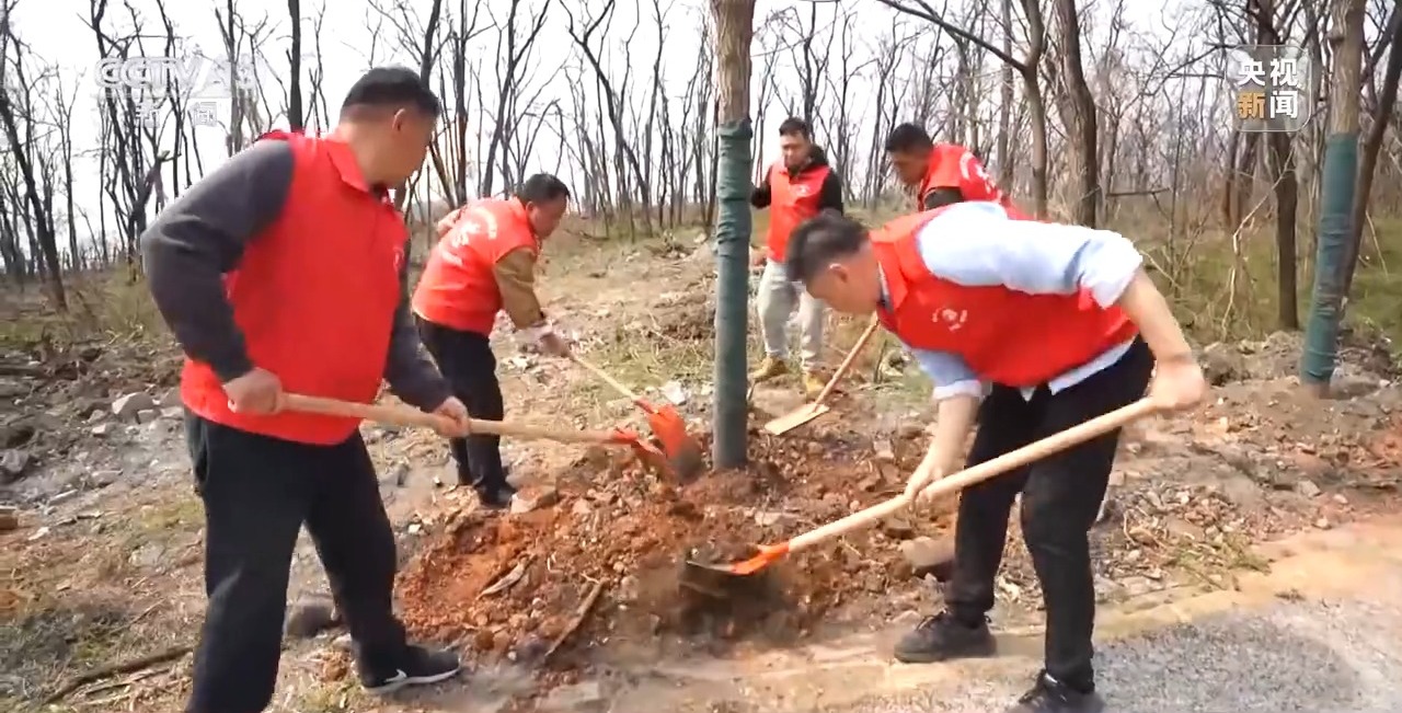 石缝种植植物,石缝种树