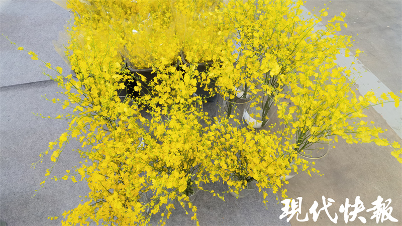 南京迎来最美银杏季,南京最美樱花季即将到来