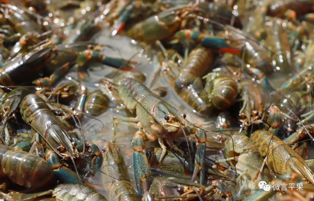 厉害的淡水虾,特别厉害的虾