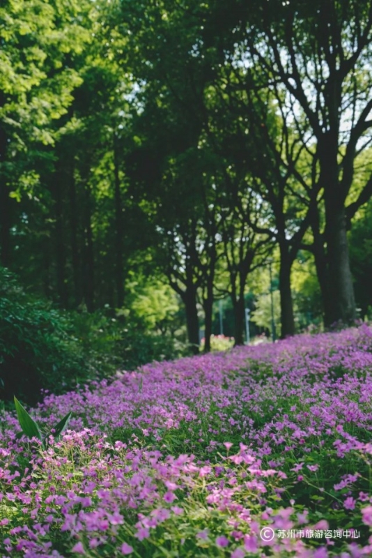 苏州值得逛的免费公园,苏州逛公园